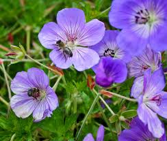 We did not find results for: Geranium Rozanne Plantright