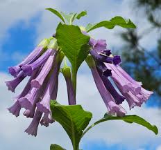 Image result for Iochroma