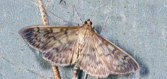 22 s 574/89) das musizieren in der wohnung zwar zum grundrecht auf freie entfaltung der persönlichkeit. Motten Ace Zydek