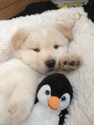 Black And White Akita Puppy For Sale White And Cream Akita Puppy For Sale Liverpool Merseyside Pets4homes Akita Puppies Akita Puppies For Sale Akita Dog