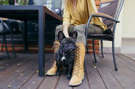 Under construction we are updating our website please bare with us. Pet Friendly Places In Dubai Expatwomanfood Com