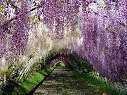 My koi pond produced a beautiful & rare gift.a water lily. Move Over Cherry Blossoms Wisteria May Be The Most Beautiful Flowers In Japan Soranews24 Japan News