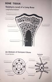 Each bone in your body is made up of three main types of bone material: Solved Bone Tissue Epiphysis End Of A Long Bone Longitu Chegg Com