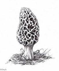 C2e550b4a0aa11a787af73c591739b30 Jpg 565 683 Mushroom Drawing Stuffed Mushrooms Morel Mushrooms Art