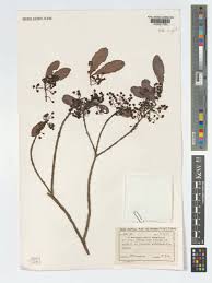 Image result for Euclea schimperi