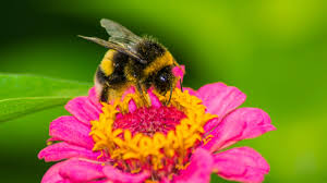 Unlike honey bees and other stinging pests, bumble bees tend to create smaller nests and many of them will build the nests underground. 15 Buzzworthy Facts About Bumblebees Mental Floss
