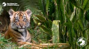 I love what i do and it shows. Zoom Backgrounds San Diego Zoo