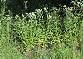 Image result for Helichrysum lastii