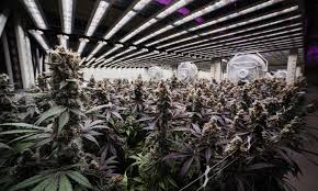 Lower it to 15 inches to 2 feet for flowering. Illuminating The Future Of Cannabis Cultivation With Fohse Led Lights Cannabis Now