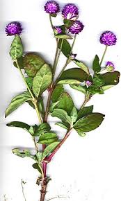 Image result for Gomphrena globosa