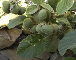 Image result for Grewia villosa