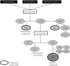 Image result for Complement Pathway