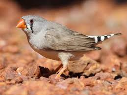 Browse 23,020 finch bird stock photos and images available, or search for blue jays or canary to find more great stock photos and pictures. Zebra Finch Taeniopygia Guttata Birds Of The World