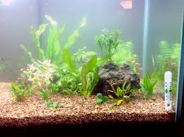 Cloudy Fish Tank Causes And How To Fix It For Crystal Clear Aquarium