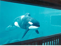 The aquarium is situated on 23 acres along yaquina bay. Oregon Coast Aquarium Killer Whale Habitat Mountain States Construction Company