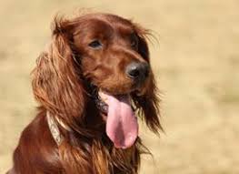 Image result for irský setr