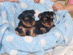 Teacup yorkies for sale, teacup yorkie dogs florida. Teacup Yorkie Puppies For Adoption Male And Female Registered Teacup Yorkie Puppies Up For A Good Hom Yorkie Puppies For Adoption Puppy Adoption Teacup Yorkie