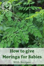 How To Give Moringa Leaves To Babies Baby Food Recipes Organic Baby Food Moringa Recipes
