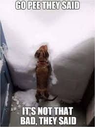 This book contains the best collection of kid memes. 98 Kid Friendly Memes Ideas Funny Pictures Funny Animals Funny Animal Pictures