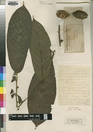 Image result for Cissus welwitschii