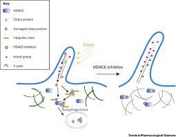 Ciliopathies Does Hdac6 Represent A New Therapeutic Target Trends In Pharmacological Sciences