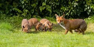 Fox Habitat, Identification, Diet & Other Facts
