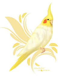 Cockatiel Yellow Bird With Red Cheeks Pin On Beautiful Bird Art