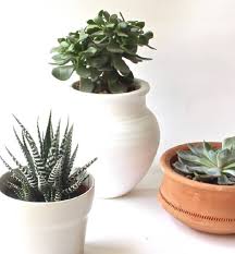 Look out for your first ne. Succulents The Perfect House Plants House Of Hawkes