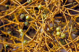 Image result for Cassytha filiformis