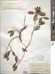 Image result for Alafia caudata