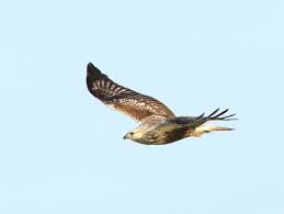 Wie daar per auto of trein naartoe gaat, kan onderweg alvast buizerds bekijken. Ruigpootbuizerd Piet De Poorter Vogelfotografie