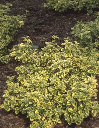 Description gold splash® wintercreeper will grow to be about 24 inches tall at maturity, with a spread of 12 feet. Gold Splash Euonymus Traditional Landscape Chicago By Proven Winners Houzz