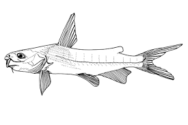 Image result for Kedrostis abdallai