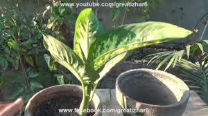 Pin By Izhar Ahmad On How To Grow Plants At Home Indoor Plants Plants Growing Plants
