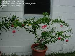 It is a fascinating plant and takes little effort to grow in a tropical garden. Plantfiles Pictures Hibiscus Species Chinese Lanterns Japanese Lanterns Fringed Rosemallow Waltzing Ladies Hibiscus Schizopetalus By Beach Barbie