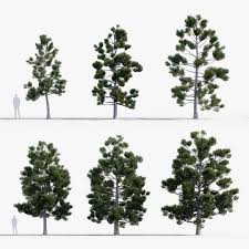 Image result for Araucaria cunninghamii