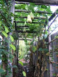 Construire Une Treille Pour La Vigne Jardin Foret Treillis Jardin Idee Jardinage