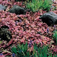 Image result for Ajuga