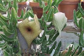 Image result for Stapelia gigantea