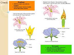 The stamen has two parts. Are All Flowers On All Plants The Same