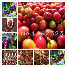 Growing coffee plants at home is a rewarding experience that will help you learn and appreciate the work involved in producing coffee. 5 Pcs Coffee Bean Bonsai Home Grown Cocoa Bean Balcony Bonsai Tree Plant Bonsai Coffee Cherry Bonsai Home Graden Plant Buy At The Price Of 0 28 In Aliexpress Com Imall Com