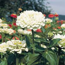 Benarys Giant White Zinnia Zinnias Zinnia Elegans Flower Seeds
