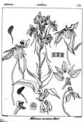 Image result for Habenaria peristyloides