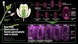 Mitosis in a plant cell with 20 chromosomes. Realtime Imaging Of Female Gam Eurekalert Science News Releases