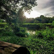 Tampines eco green is a park in tampines, singapore. Tampines Eco Green An Untouched Spot Of Nature