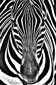 He helped found group f/64, an association of photographers advocating pure photography which favored sharp focus and the use of the full tonal range of a photograph. Sports And Action Photographer In Seattle Washington Nature Scape Photography Black And White Sephia Selective Color 174 Zebra In Black And White Animal