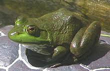 There on an old log. American Bullfrog Wikipedia