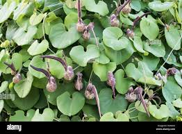 Image result for Aristolochia hockii