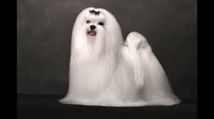 Move in the direction of the fur as you brush, and be careful of the eye and ear area. White Maltese Dog Lovers Youtube