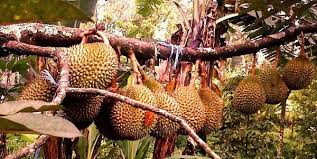 Cara kawin pohon durian musang king & duri hitam, 1 pohon 2 jenis durian. Tanya Jawab Tentang Bibit Durian Harga Dan Cara Menanam Durian Bibit Online